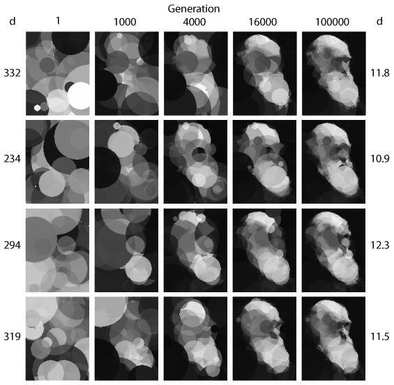 Selected images from different generations from four runs of evolution