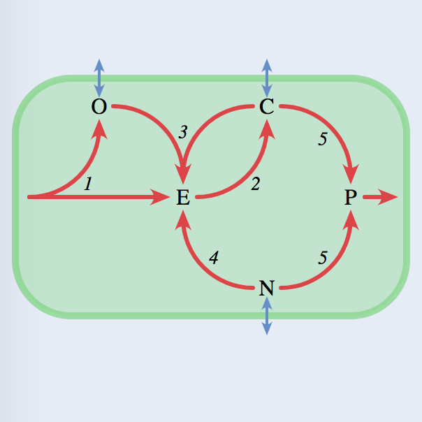 Heterocyst chemical reactions
