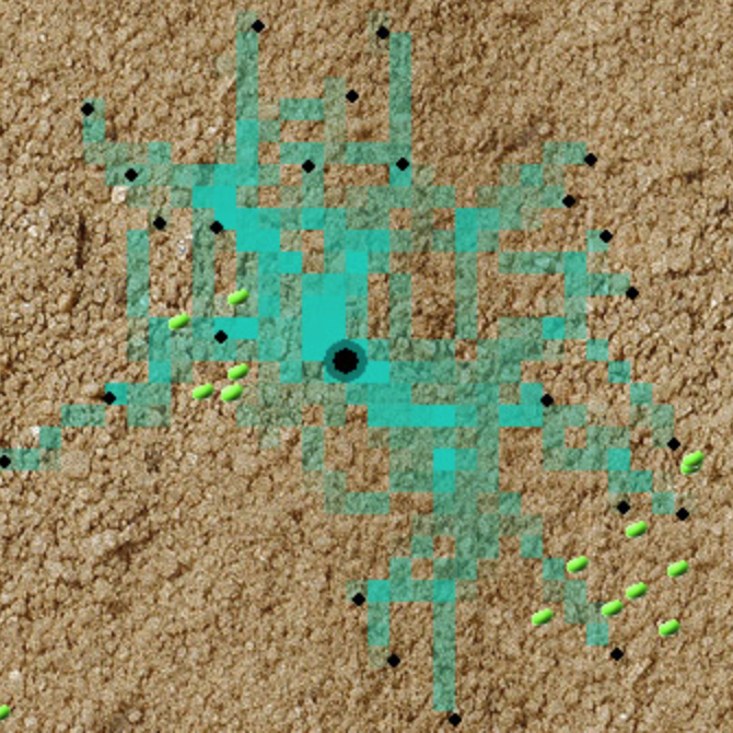 Simulated ant colony