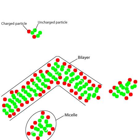 Labelled diagram of lipid simulation